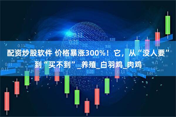 配资炒股软件 价格暴涨300%！它，从“没人要”到“买不到”_养殖_白羽鸡_肉鸡